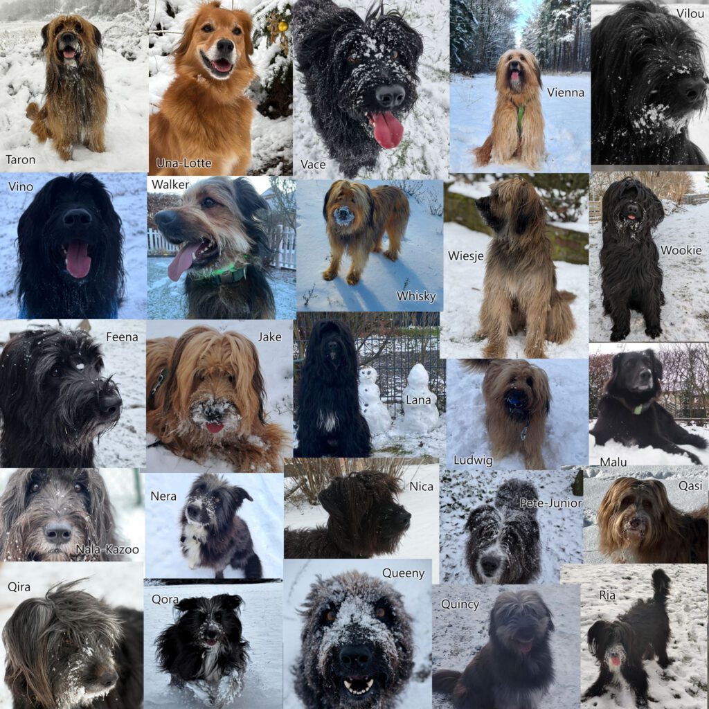 Birkenhainer Winter-Wäller